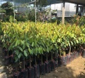 Cây giống sầu riêng Mon Thong