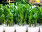Loại cây phong thủy giúp hút tài lộc, đón bình an bạn nên trồng