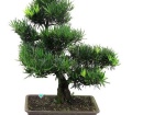 Cách chăm sóc cây vạn niên tùng như thế nào?