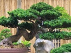 Cây vạn niên tùng là cây gì? Ý nghĩa của cây vạn niên tùng