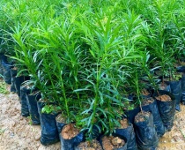 Đơn vị uy tín chuyên cung cấp tùng la hán miền bắc giá tốt nhất
