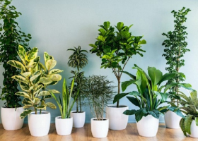 Thế nào là cây phong thủy? Vai trò của nó trong cuộc sống