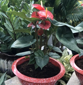 Các loại hoa kiểng 