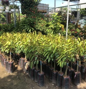 Các loại cây giống 