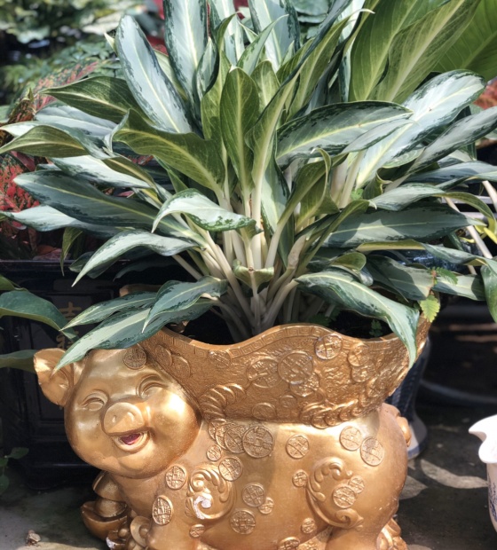 Cây giữ tiền